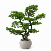 Bonsai Ağacı-12